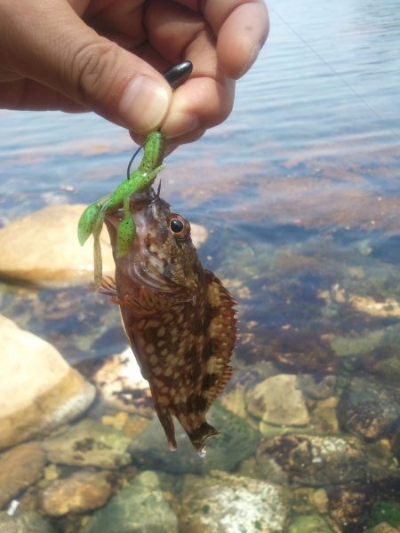 イカ・根魚狙い